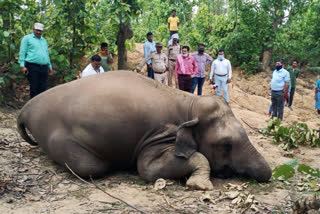 সুরজপুরে হাতির মৃত্যু