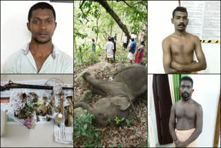 കൊല്ലം കാട്ടാന ചെരിഞ്ഞ വാർത്ത  കറവൂർ കാട്ടാന ചെരിഞ്ഞ വാർത്ത  മൃഗവേട്ടക്കാർ അറസ്റ്റില്‍  pathanapuram wild elephant death  kollam elephant story  forest department news  kollam elephant death news