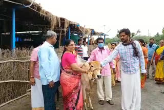 Donate cows for organic cultivation at mallavaram prakasham district