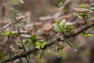 Locusts swarms reach Nagpur, drones used to spray pesticides