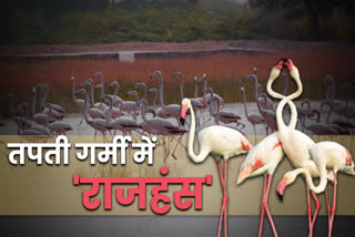 migratory birds news, global warming effects migratory birds, migratory birds in state, nagaur news, global warming news, नागौर न्यूज, प्रवासी पक्षी न्यूज, राजस्थान में प्रवासी पक्षी, प्रवासी पक्षी पर ग्लोबल वार्मिंग का असर, जून में प्रवासी पक्षी, जलवायु परिवर्तन न्यूज, सांभर झील में प्रवासी पक्षी