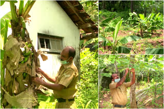 പൊലീസുകാരൻ കൃഷിയിറക്കി  നെയ്യാറ്റിൻകര പൊലീസ് സ്റ്റേഷൻ വാർത്ത  നെയ്യാറ്റിൻകര പൊലീസ് ഉദ്യോഗസ്ഥൻ  പൊലീസ് ക്വാർട്ടേഴ്സില്‍ കൃഷി  police officer farming  neyyatinkara police station news  farmer police officer news