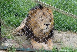 Lion Siddharth of Nahargarh Biological Park died