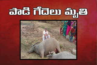 buffaloes died in due to current shock at nagaram village