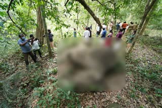 elephant killed in kerala