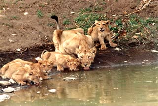 increase in lion population