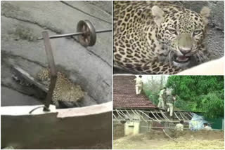 leopard fell into a well