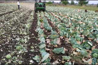 farmer destroys his own cabbage crop