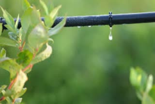 drop water irrigation