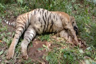 tiger found dead in wayanadu  wayanadu tiger died  വയനാട്ടില്‍ കടുവ ചത്തു  വയനാട് വന്യജീവി സങ്കേതം  മുള്ളൻ പന്നിയുടെ ആക്രമണത്തില്‍ കടുവ ചത്തു