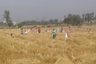 Farmers engaged in monsoon preparations, मानसून की तैयारियों में जुटे किसान