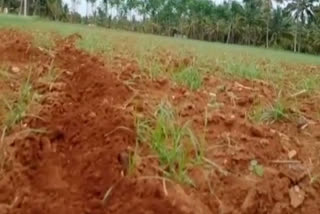 Potato seeds