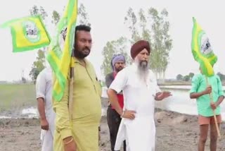 Farmers of sangrur distric facing problems during paddy sowing