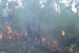 fire burning in tirupati shesachala forest