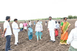 vinodkumar and mla ravishankar visit cotton crop field in karimnagar district