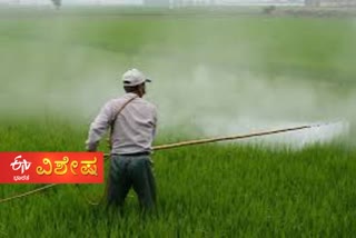 Haryana and Punjab farmers express mixed opinion on pesticide ban ಕೀಟನಾಶಕ ನಿಷೇಧದ ಬಗ್ಗೆ ಪ್ರತಿಕ್ರಿಯೆ