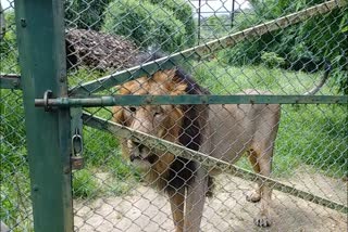 babbar sher died in nahargarh biological park