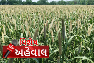 ગરીબનો રોટલો મોંઘો થવાની સંભાવના, બાજરીના પાકને વ્યાપક નુકસાન