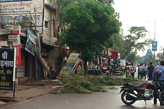 trees fall down due to rain