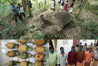 pathanapuram elephant death  elephant death in kerala  pine apple  kollam  kerala forest department