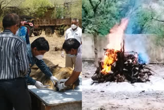 Asiatic lion Siddharth dies at Rajasthan's Nahargarh Biological Park, cremated