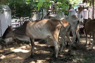 Police release 8 cows for slaughter in yawatmal