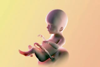 5-month-old-fetal