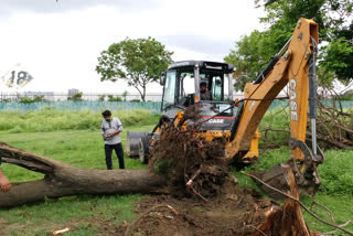 এবার ময়দানে আমফানে উপড়ে পড়া গাছ বাঁচাতে নাগরিকদের উদ্যোগ