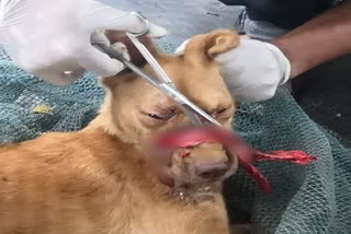 Dog with its mouth sealed by tape for 2 weeks rescued in Kerala