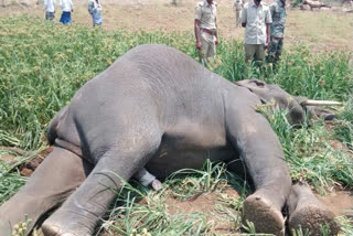 Take action in wild elephant deaths