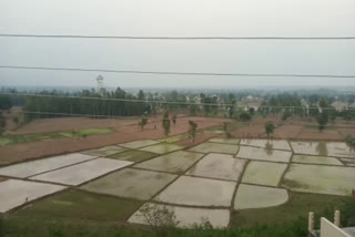 paddy plantation in paonta sahib