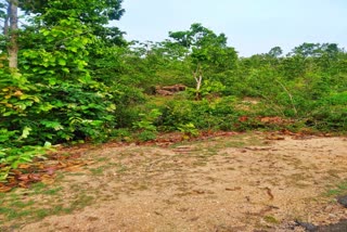 elephants of the party gathered near the dead elephant