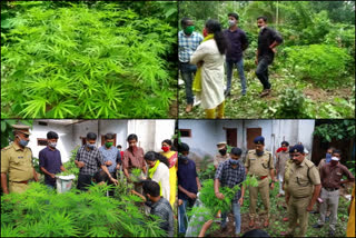 planting cannabis plants  native of Assam arrested  അസം സ്വദേശി പിടിയിൽ  കൂത്ത്പറമ്പ് എക്സൈസ് റെയ്ഞ്ച് സംഘം  കണ്ണൂർ  അസം ബംഗായി സ്വദേശി