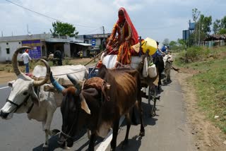 Banjaras in search of livelihood