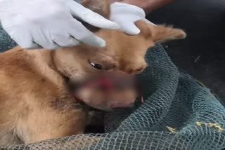 Dog with its mouth sealed by tape for 2 weeks rescued in Kerala