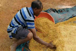 Grain stained with rain in mulugu district