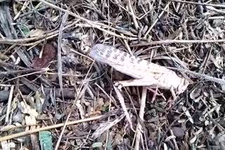 locust attack in Tonk, टोंक में टिड्डी हमला