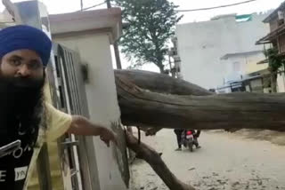 tree fell on two storey house