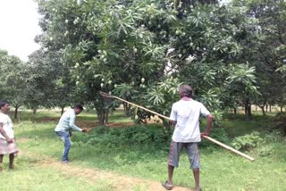 আমফানের জেরে ক্ষতি আম চাষে