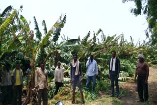 Damage banana crop