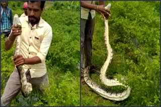 python appearing in land at chamarajanagar