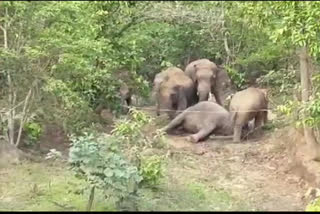 elephant at Chhattisgarh