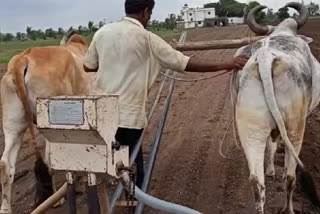 Farmers are sowing