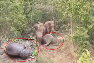 2 elephants found dead within two days in Chhattisgarh