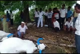 two oxen died by thunderstorm rain at basavakalyana