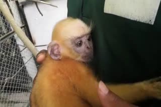 two-month-golden-langur-at-zoo