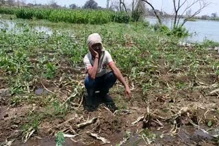 back water of narmada became problem for farmers