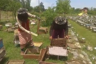 خراب موسم کی وجہ سے شہد کا کاروبار متاثر