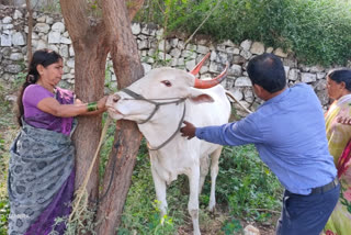 Vaccination of 53 thousand animals in Baramati taluka