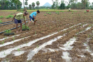 farmers started sowing sugrcane crops in govada